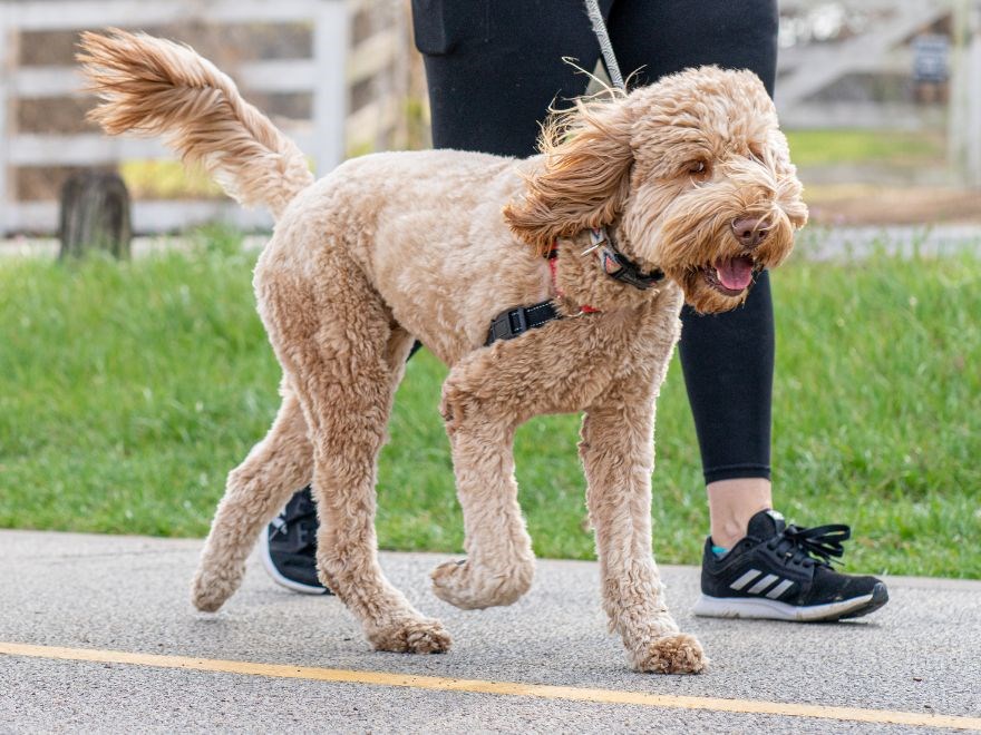 A dog on a walk with a human.