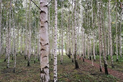 Alnarp Landscape Lab. Photo. 