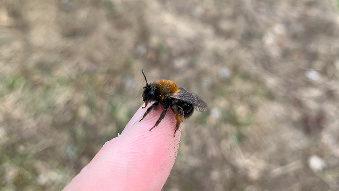 Sand nesting wild bee. Andrena clarkella female.