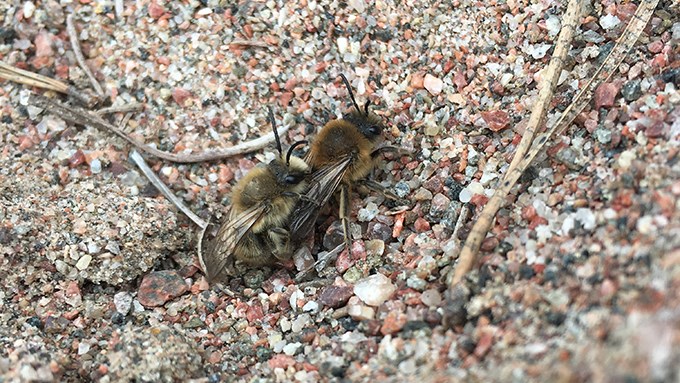 Sand nesting wild bee. Colletes cunicularis male and female.