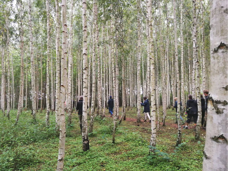 Birch trees in straight rows.