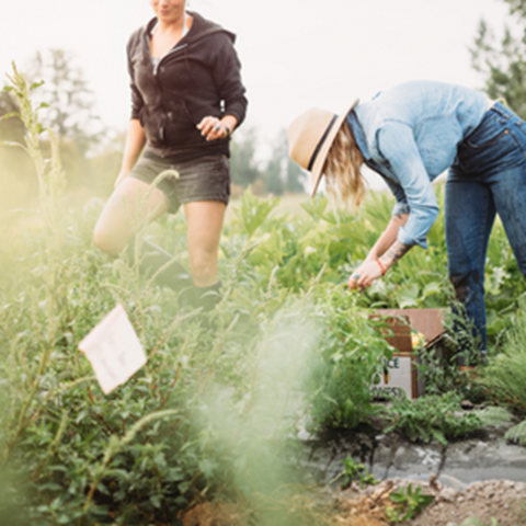 Two women work in a crop field.
