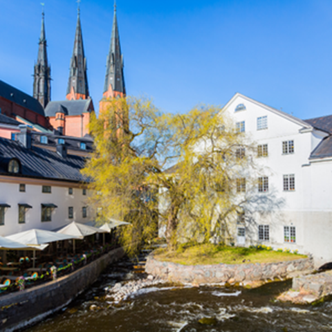 Ett träd mellan byggnader och en å i stadsmiljö.