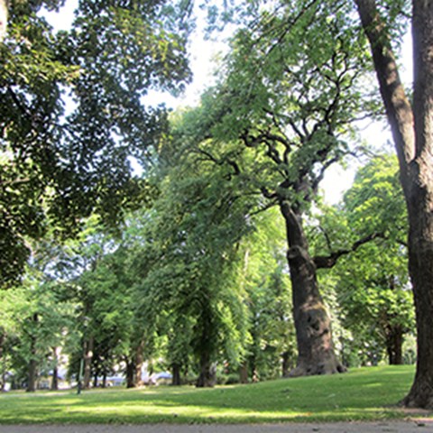 Grönskande träd i Gustav Adolfsparken i Stockholm.