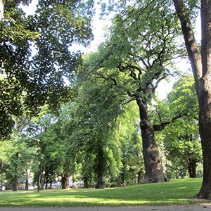 Lush trees in Gustav Adolfs Park in Stockholm.