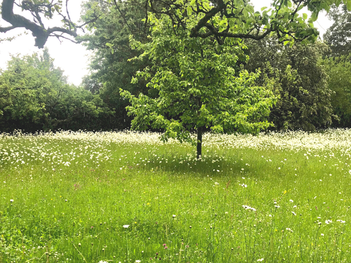 Flowering meadow with fruit trees.