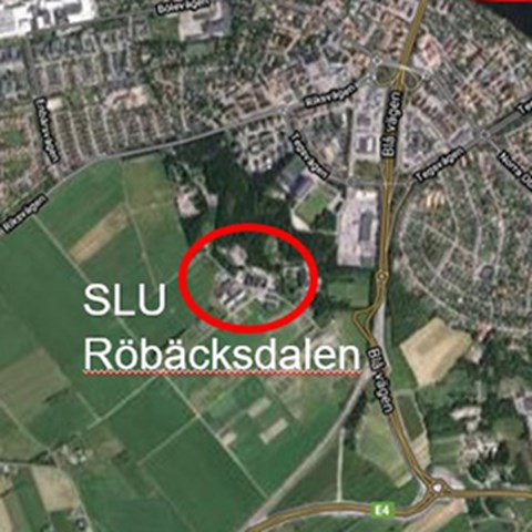 A satellite image showing Rörbäcksdalen's position outside Umeå.