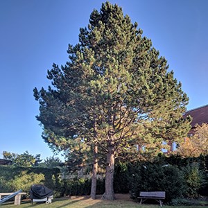 A large tree in a garden.