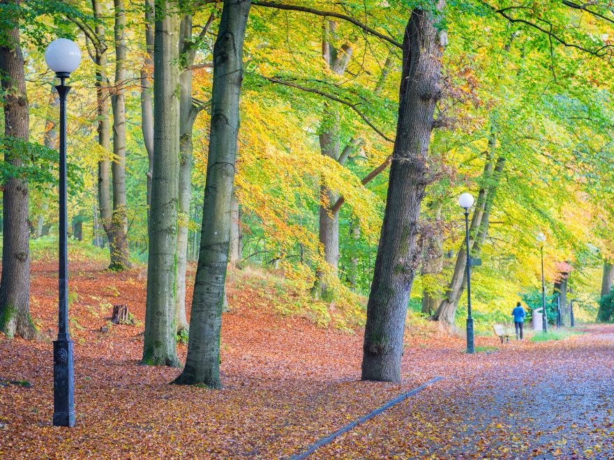 Trees in autumn colours and a person walking on a pathway.