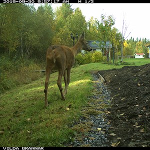 Roe deer in a garden.