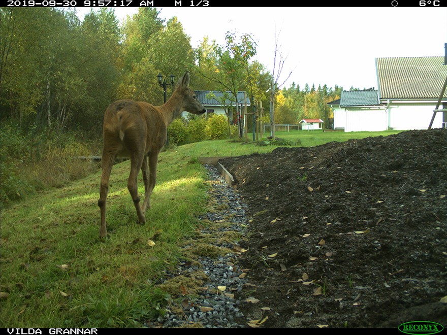 Roe deer in garden.