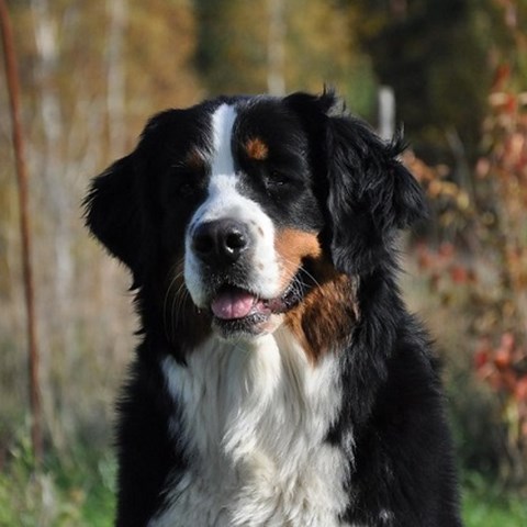 Berner sennen. Foto