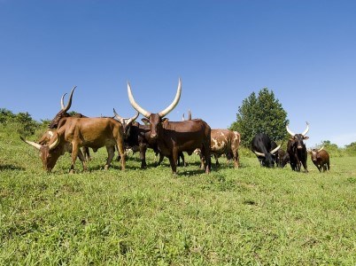 Cattle Uganda
