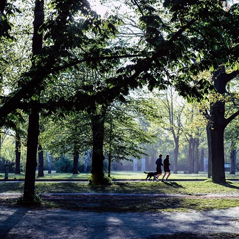 Runners with dog