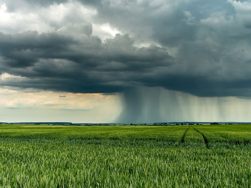 Tunga moln och regn över ett grönt vetefält. Foto.