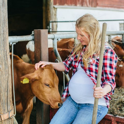 En gravid kvinna klappar en ko. Foto.