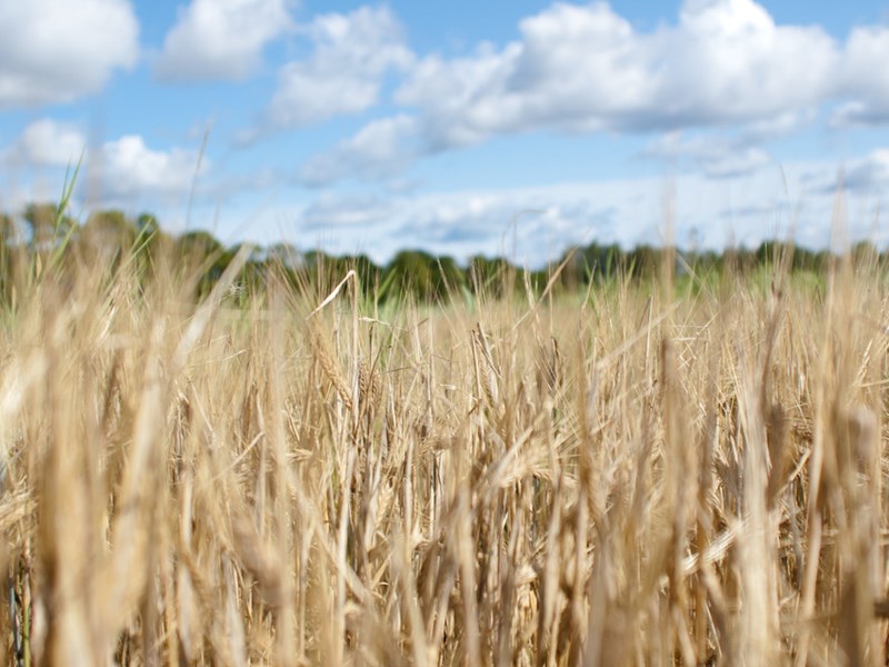 A field of barley. Photo