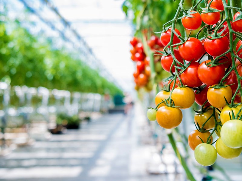 Tomater i växthus. Foto.