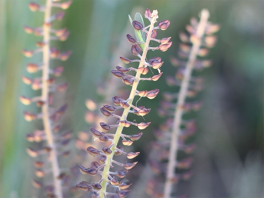 Close up picture of plant. Photo.