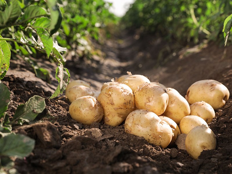Potatis på en åker. Foto.