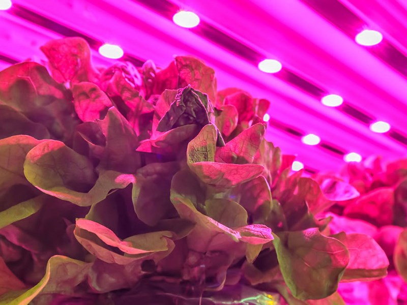 Sallad i rosa belysning. Foto.