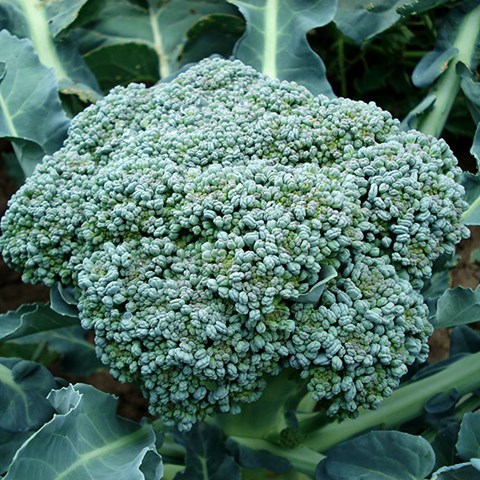 Broccoli. Foto.