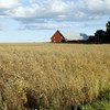 Crop field with house in background. Photo.
