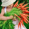 Girl with a bunch of freshly clean carrots, photo.