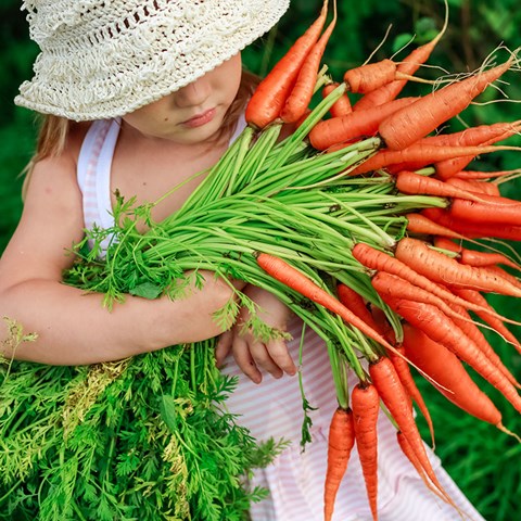 Girl with a bunch of freshly clean carrots, photo.