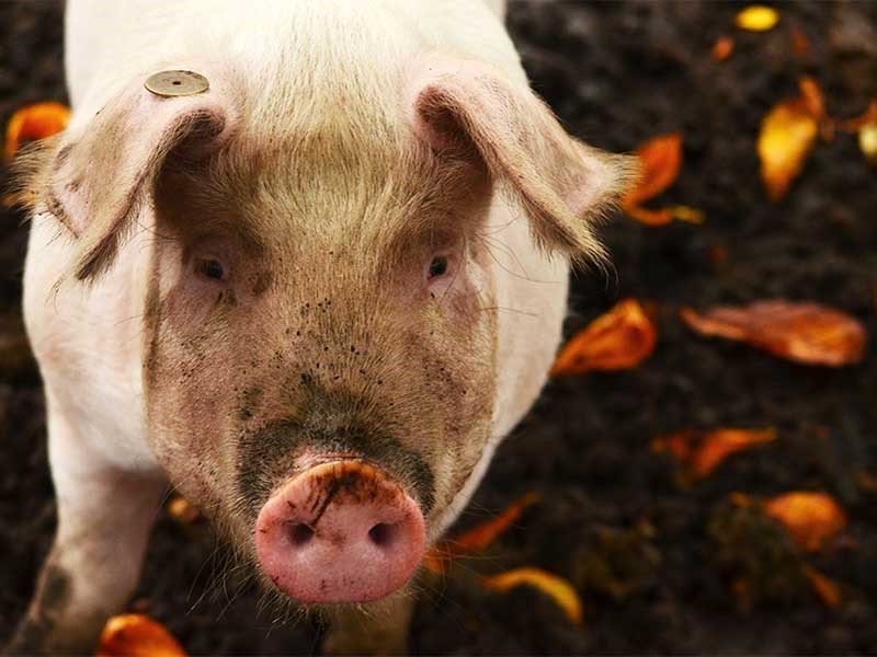 Photo of a pig.