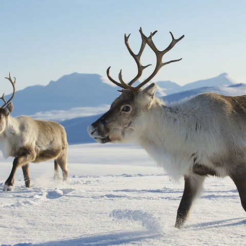 Reindeer at winter. Photo.