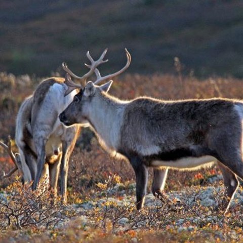 Two reindeers in the scandinavian mountains in fall. Photo.
