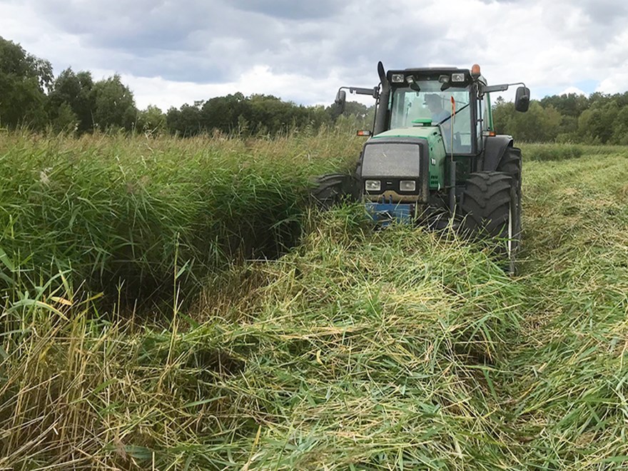 En traktor skördar vass. Foto.