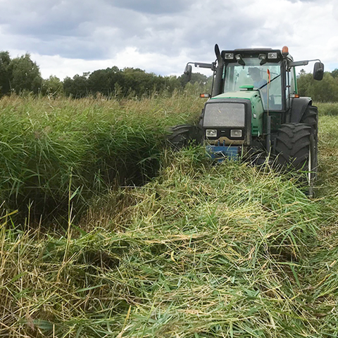 En traktor skördar vass. Foto.