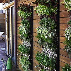 Cultivation of green plants on a wall. Photo.