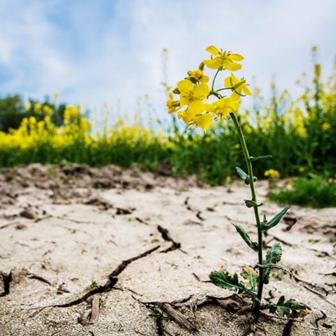 Rapeseed in cracked soil. Photo: iStock-1029999166