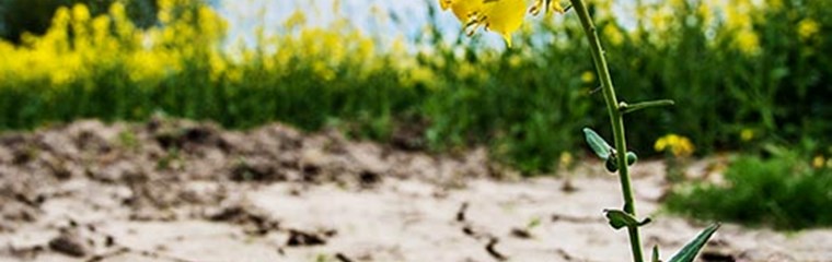 Rapeseed in cracked soil. Photo: iStock-1029999166