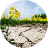 Cracked soil and rapeseed flower