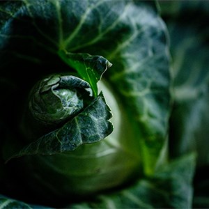Close up of cabbage. Photo.