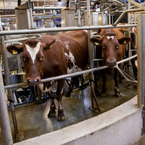 Kor i mjölkningskarusell inomhus. Foto.