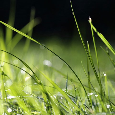 Närbild på gröna grässtrån. Foto.