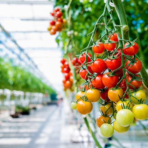 Tomatodling i växthus. Foto.