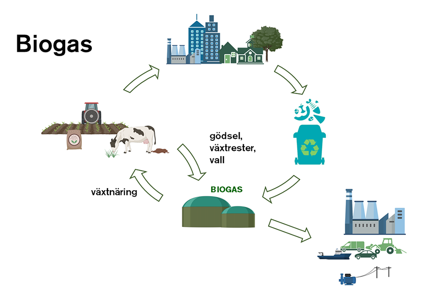Illustration över biogasens kretslopp.