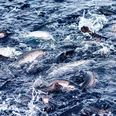 Ett tätt stim av fiskar leker vid vattenytan. Foto.