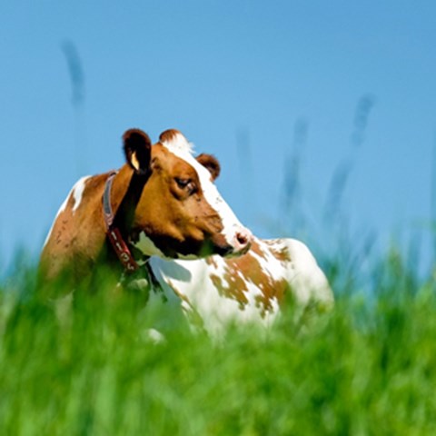 En brunvit ko ligger i ängsmark. Foto.
