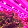 Lettuce in LED light. Photo.