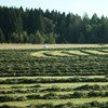 Slaget hö i strängar på en åker. Vid horisonten finns en skogskant. Foto.