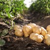 Potatis på en åker. Foto.