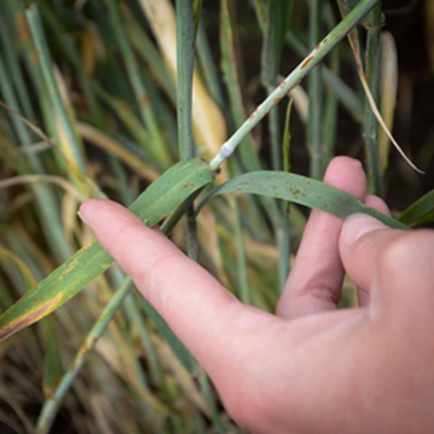 A hand showing damage on a green leaf, photo.