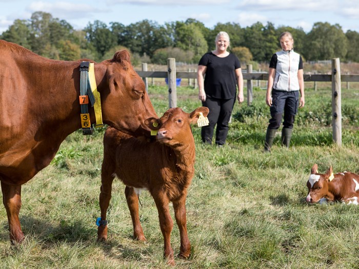 Two women with a cow and a calf outdoors. Photo.